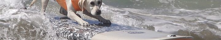 بالفيديو .. لقطات طريفة لرجل يدرب كلابه 10 889