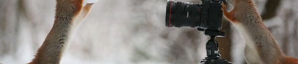 شاهد: روسية موهوبة تذهل متابعيها بصور لسناجب تلهو 14 squirrel photography russia vadim trunov 7 600x377