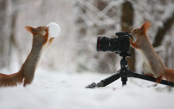 squirrel photography russia vadim trunov 7