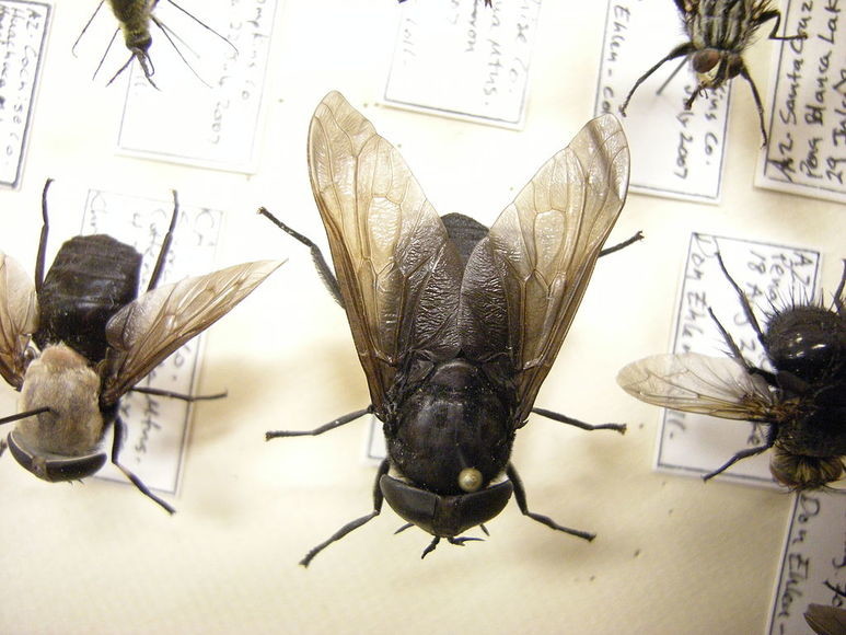 ذباب وحشرات وديدان من (حظيرة ابقار) تشارك سكان جادين السكن جنوب امدرمان 1 أغرب الحاصلين على جائزة نوبل للحماقة العلمية بينهم مصري3