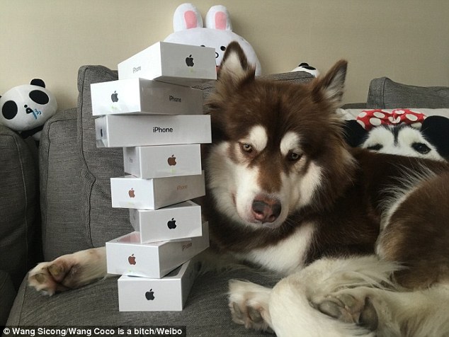 ابن ملياردير صيني يشتري ثمانية أجهزة آيفون 7 لكلبه1