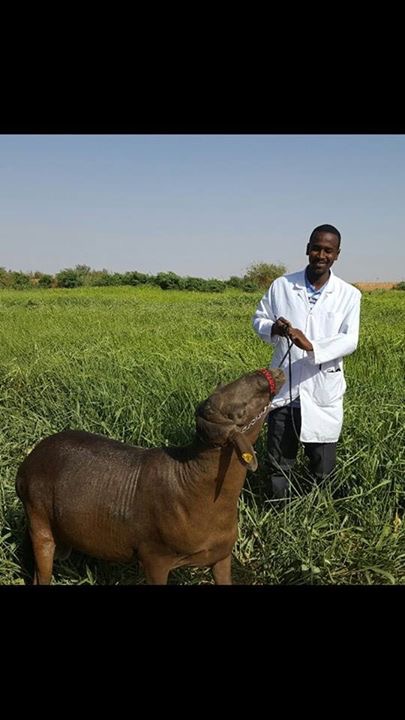 علماء من السودان ينجحون في تزاوج خراف سودانية مع برازيلية 2 %d8%ad%d9%85%d8%b1%d9%8a-%d8%a8%d8%b1%d8%a7%d8%b2%d9%8a%d9%84%d9%8a