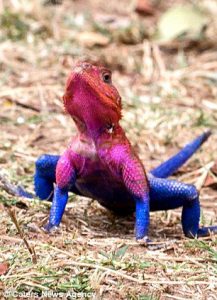 صور: سحلية غريبة الشكل تشبه سبايدر مان 2 %d8%b3%d8%ad%d9%84%d9%8a%d8%a9