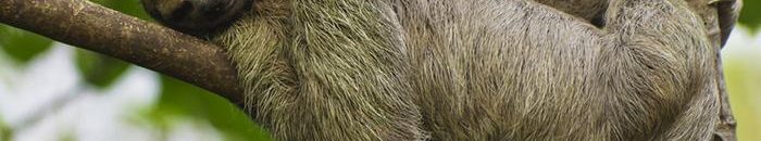 حيوان الكسلان .. إسم على مُسمى! 10 حيوان الكسلان