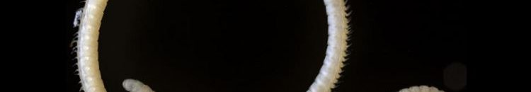 بالفيديو .. رد فعل شاب عربي يتناول الحشرات 10 دودة