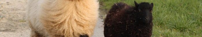 راعي أغنام يقتل صبيًا «عذّبه بعدما اكتشف اختفاء معزتين وخروف» 10 212