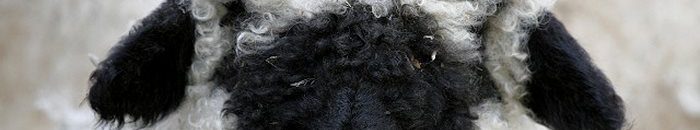 حكم جمع عقيقة الأولاد كلهم في ذبيحة واحدة! 10 235