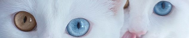 أغلى وأندر سلالات القطط في العالم 10 410