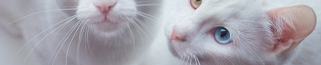 بالفيديو.. قطة تسقط طفلة على وجهها 10 412