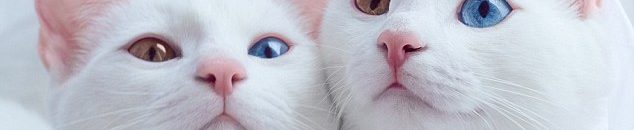 شريحة إلكترونية إلزامية للقطط في هولندا قريبا 10 414