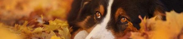 بالفيديو .. قطط تلقن رجلا وكلبه درسا قاسيا 10 autumn dog photography anne geier 12 600x400