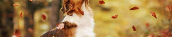 أول سباق للكلاب في السودان 10 autumn dog photography anne geier 18 600x398