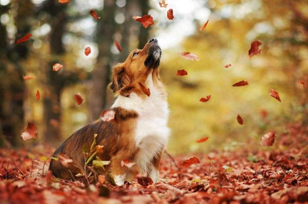 autumn dog photography anne geier 18