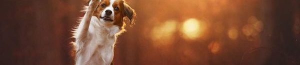 كلب يطلق النار على صاحبه ويقتله 10 autumn dog photography anne geier 21 600x400