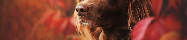 الكلاب يمكنها اكتشاف الإجهاد الناجم عن الصدمة من خلال شم أنفاس البشر 10 autumn dog photography anne geier 32 600x398