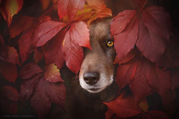 autumn dog photography anne geier 62