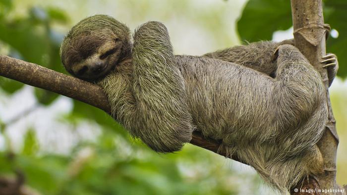 حيوان الكسلان .. إسم على مُسمى! 1 حيوان الكسلان