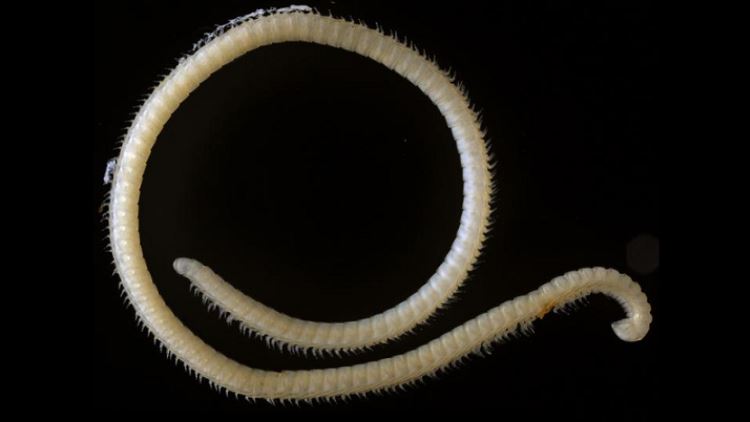 بالفيديو .. رد فعل شاب عربي يتناول الحشرات 1 دودة