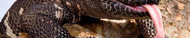 حل لغز وحش البحر الذي ظهر في نيوزيلندا 10 وحش