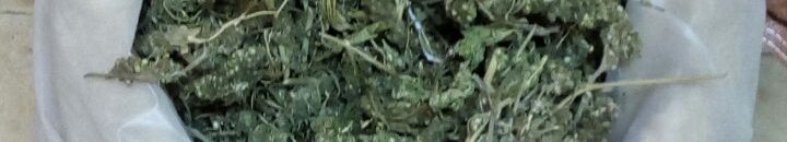 ضبط 200 رأس من البنقو بتقاطع أمبكول كورتي وشرطة مروي تتخذ الإجراءات اللازمة 11 787