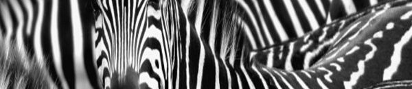 نمساوى يكسب معركة قضائية لتحويل اسمه إلى حمار وحشى !! 10 n ZEBRA large570