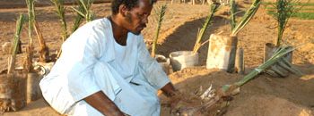 “47.5” مليون دولار لتمويل الزراعة بالولايات 10 1404390559