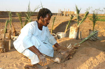 “47.5” مليون دولار لتمويل الزراعة بالولايات 1 1404390559