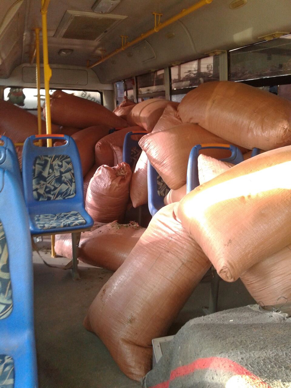 مكافحة المخدرات تبيد عدد «66206» قندول بنقو بحضور القضاء والنيابة 1 5745