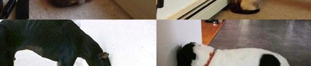 هل تشعر الحيوانات بالحزن عند موت أقاربها؟ 10 حيوانات حزينة