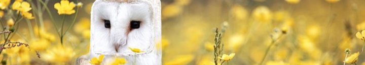 بالصور.. فتاة تبهر رواد الإنترنت بحيوانات بجسد مربع 18 675