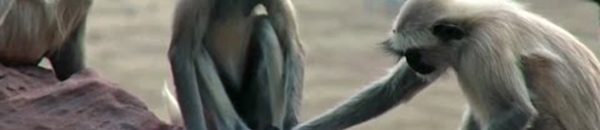 محلية الخرطوم تشرع في إزالة حديقة الحيوان بمنتزه (6) أبريل 10 878