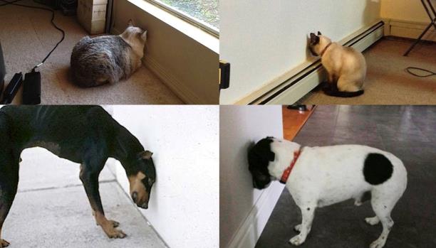 هل تشعر الحيوانات بالحزن عند موت أقاربها؟ 1 حيوانات حزينة