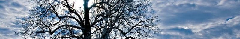 قصة الجذع الذي سمع الصحابة أنينه لفراق النبي 10 شجر