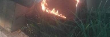 إبادة شتول النخيل المصابة بالفطر في الشمالية 10 فسائل نخيل