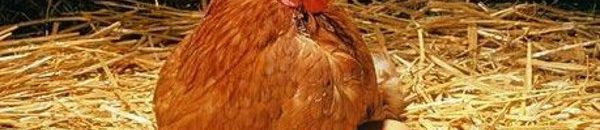 زيادة كبيــرة في الفراخ والكتكوت يقفز لـ(22)جنيهاً 10 2324ef98 0dd2 4b8b 8ea2 e1de8562d2fe 16x9 600x338