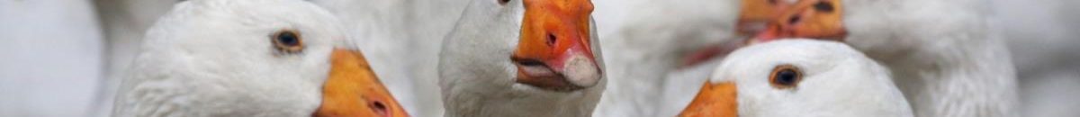 بالفيديو .. بطة تعطي فراخها درسا في الشجاعة 10 630