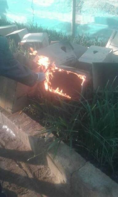 إبادة شتول النخيل المصابة بالفطر في الشمالية 1 فسائل نخيل