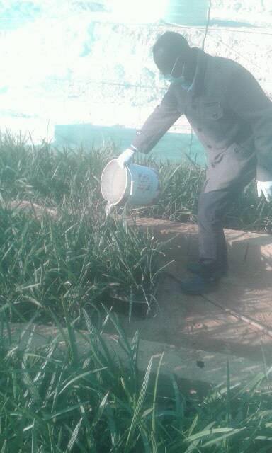 صور حرق فسائل النخيل في شمالي السودان،الخاصة بشركة “أمطار اﻹماراتية” تشعل فيسبوك 2 فسائل نخيل1