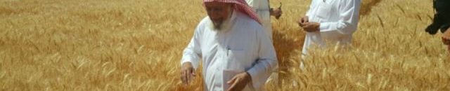 الراجحي يستعد لحصاد 7 آلاف فدان من القمح بالشمالية 10 قمح5