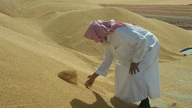 اتركوا التلاعب بالمستثمرين بسبب جشعكم وسيصبح السودان سلة غذاء العالم يا بني كوز 2 قمح1