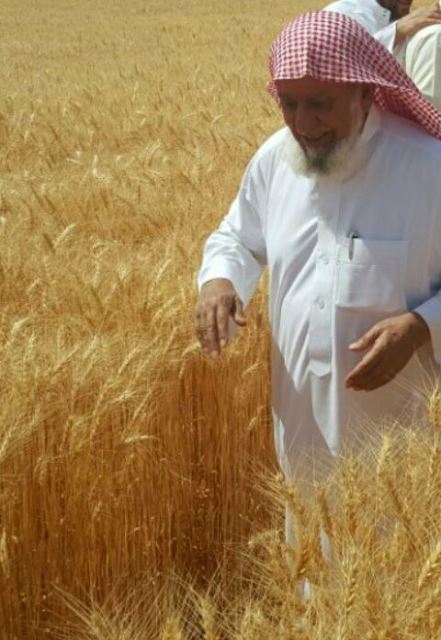 اتركوا التلاعب بالمستثمرين بسبب جشعكم وسيصبح السودان سلة غذاء العالم يا بني كوز 7 قمح6