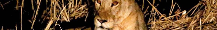 مليشيا الدعم السريع بالدندر تشرع في نهب وسلب وقتل للمواطنين 10 الدندر2