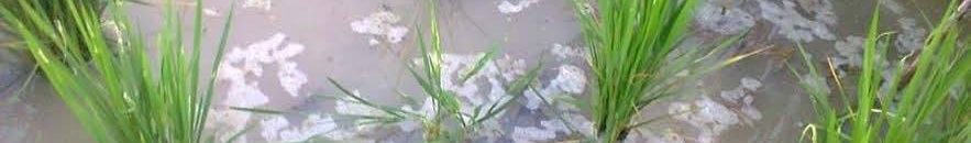 تأكيد على أنه السوق الأسوأ بالعاصمة قورو .. تجار الممنوع على المكشوف 12 صرف1