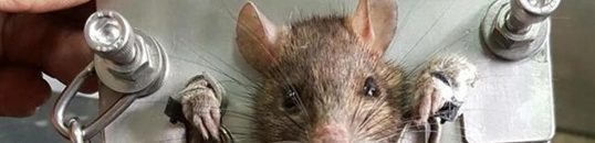 بالصورة .. القبض على أكبر فأر في العالم داخل بريطانيا 11 فار