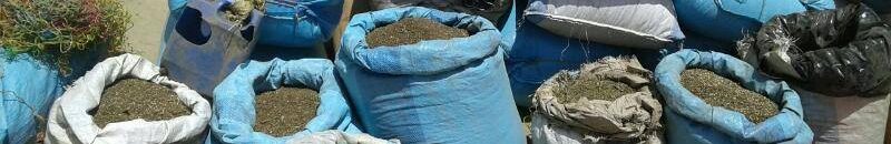 الحكومة الألمانية تسن مشروع قانون يسمح بتدخين وزراعة مخدر الحشيش 10 17974146 10208811857913681 1411288001 n