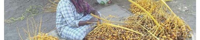 نوبيو الشمال