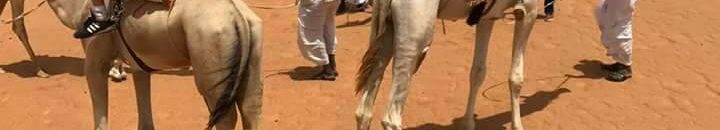 السودان ينال الدرع الذهبي في معرض سيول للسياحة 10 18740731 1367807409978617 6441041929716039375 n