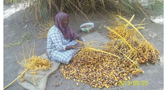 نوبيو الشمال