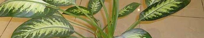 تحذير هام جدا .. تعرفوا على نبتة سامة جدا تقتل الطفل بدقيقه واحدة فقط!! 10 نبتة سامة