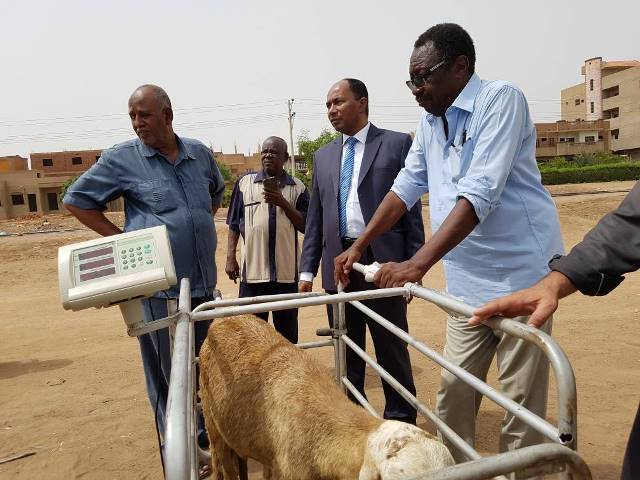 كم يزن متوسط الأغنام الوزن الصافي لكل لحم Farmer